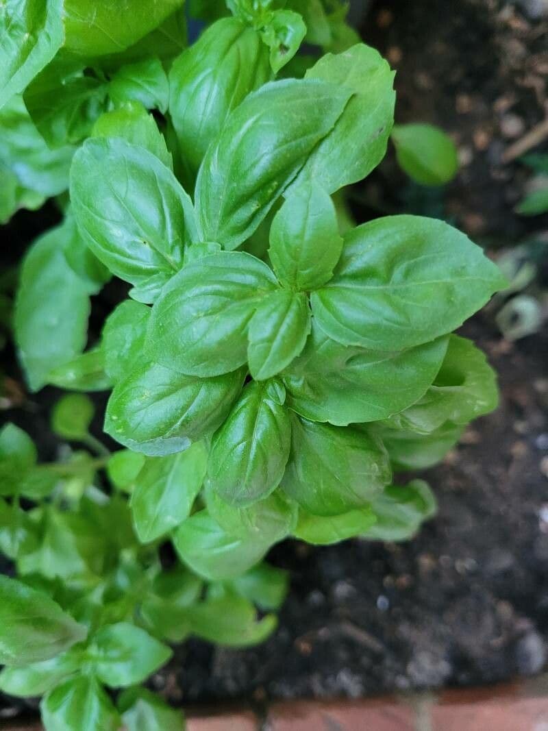 Basil 28