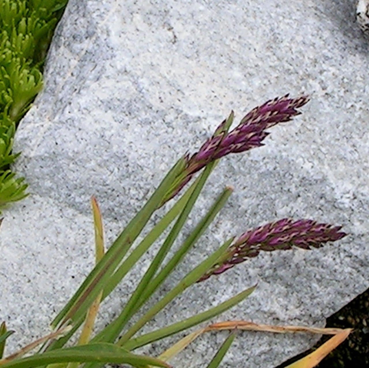 Blue moor grass 11