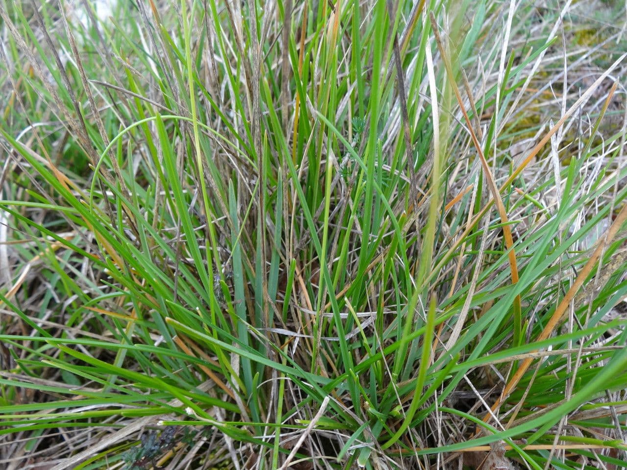 Blue moor grass 14