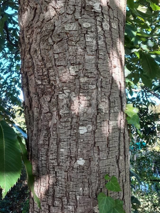 Japanese chestnut 21
