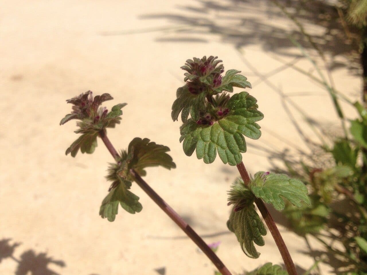 Henbit 14