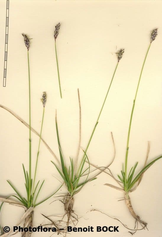 Blue moor grass 28