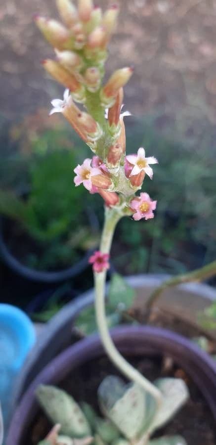 Adromischus 6