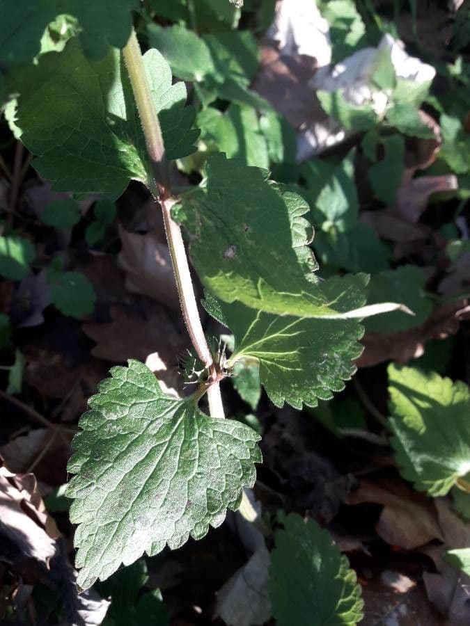Deadnettle 14