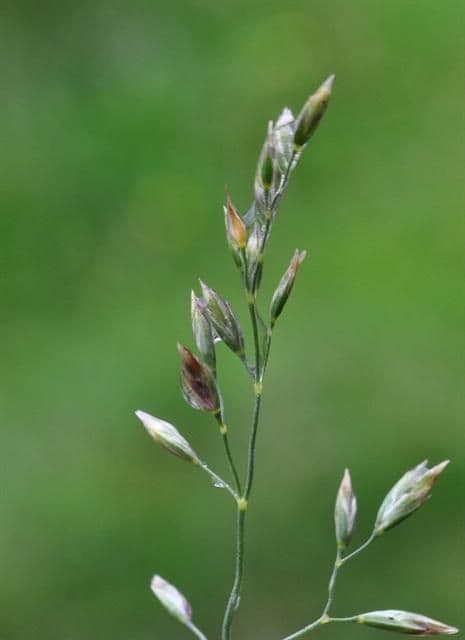 Glaucous Meadow-grass 5