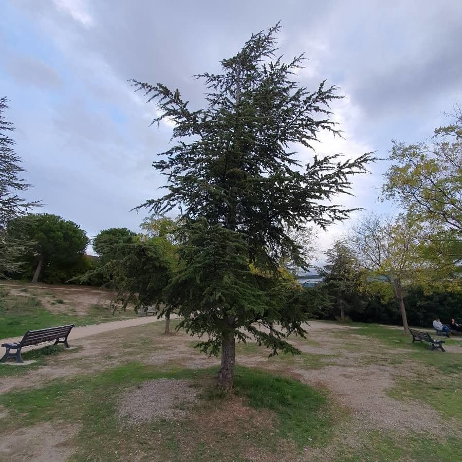 Cedar of lebanon 12
