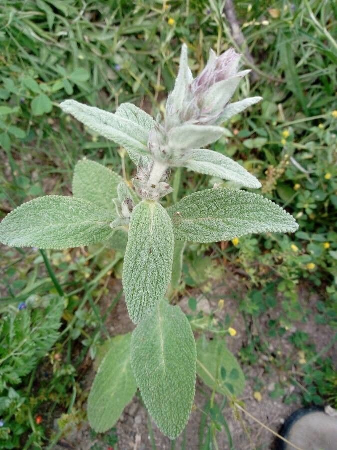 Lamb's-ear 16