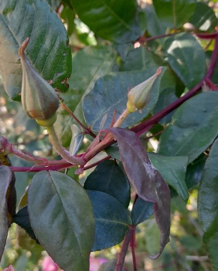 Bengal rose 27