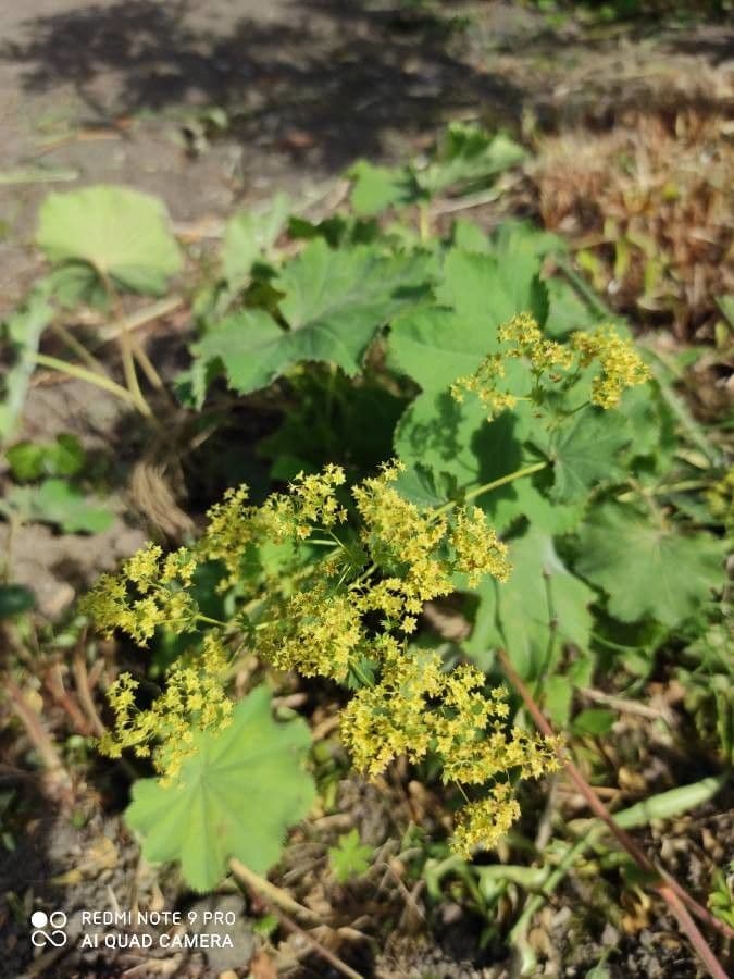 Garden lady's-mantle 25