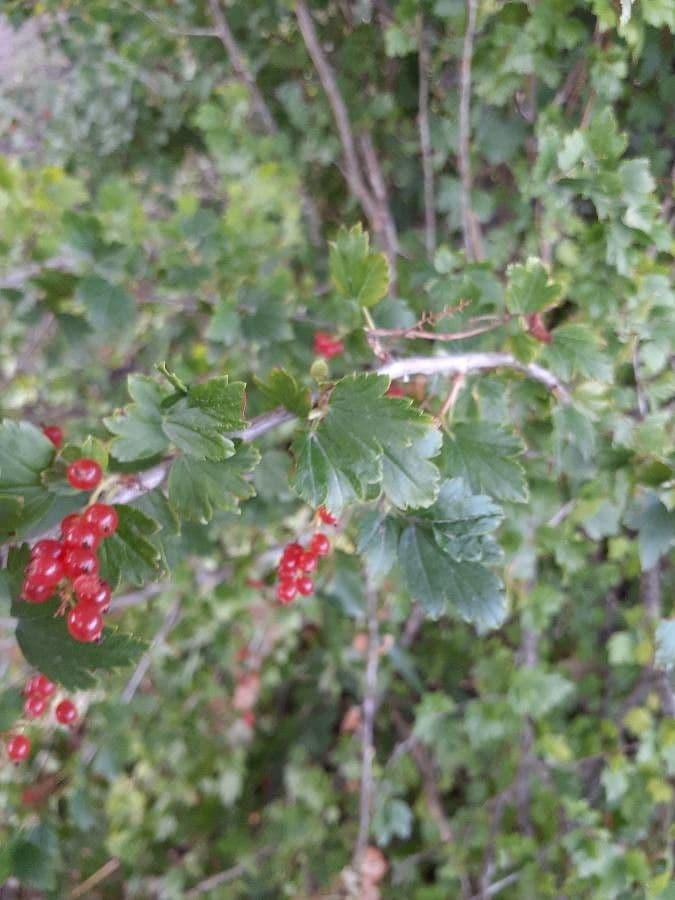 Alpine currant 20