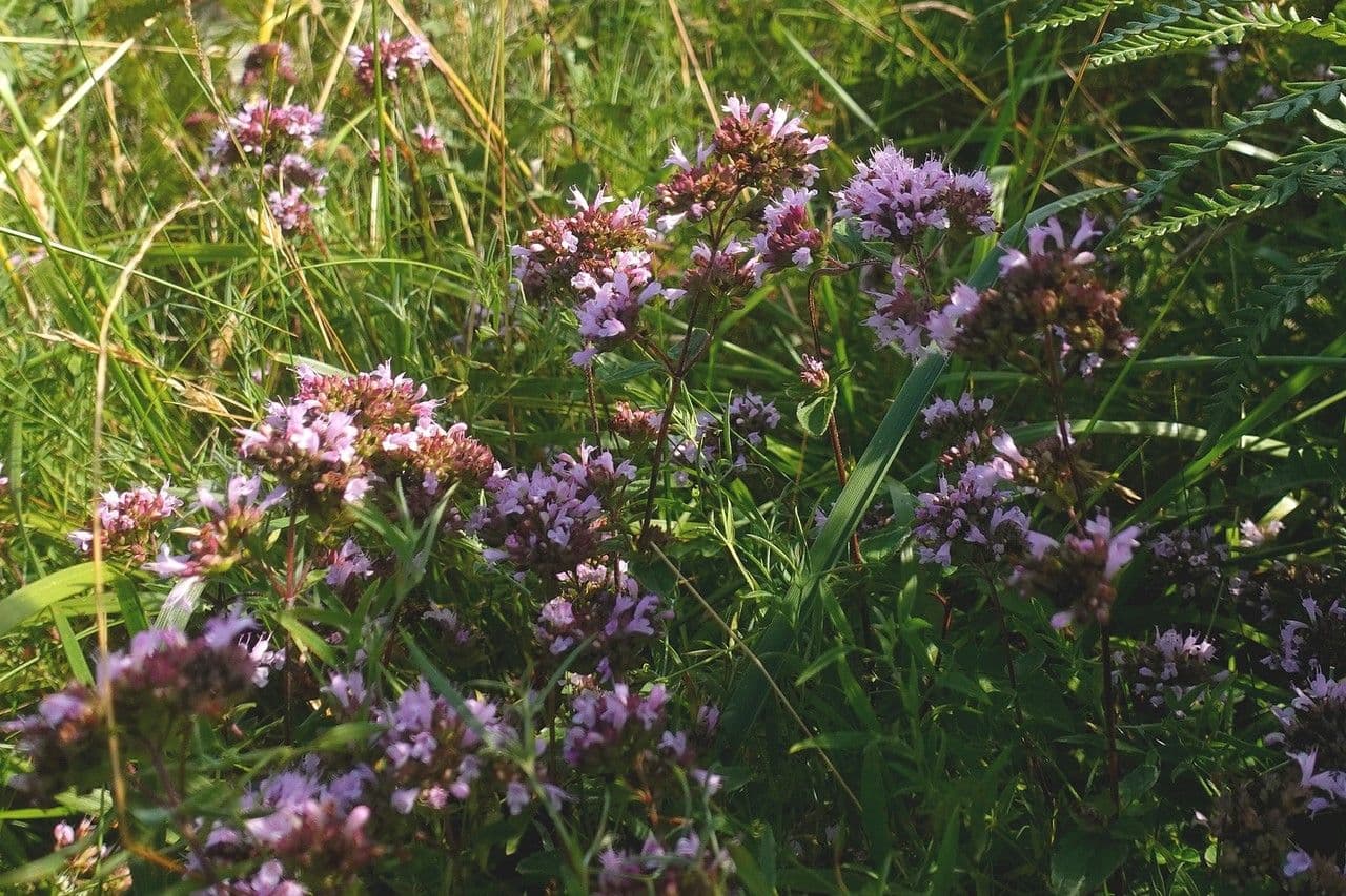Wild marjoram 15