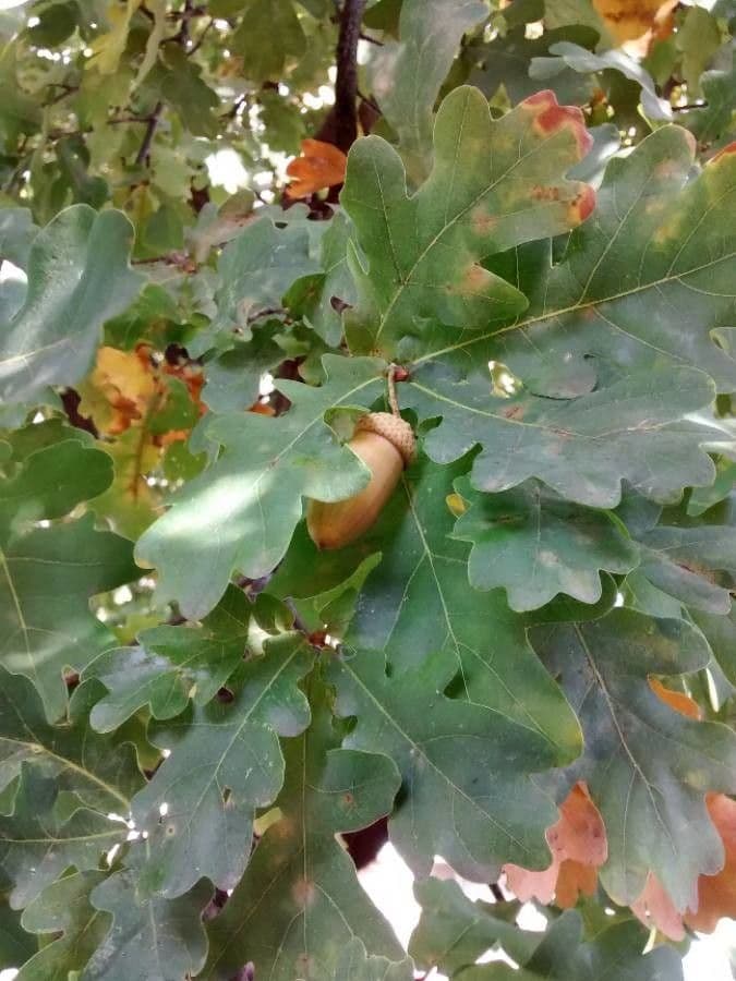 Pedunculate oak 5