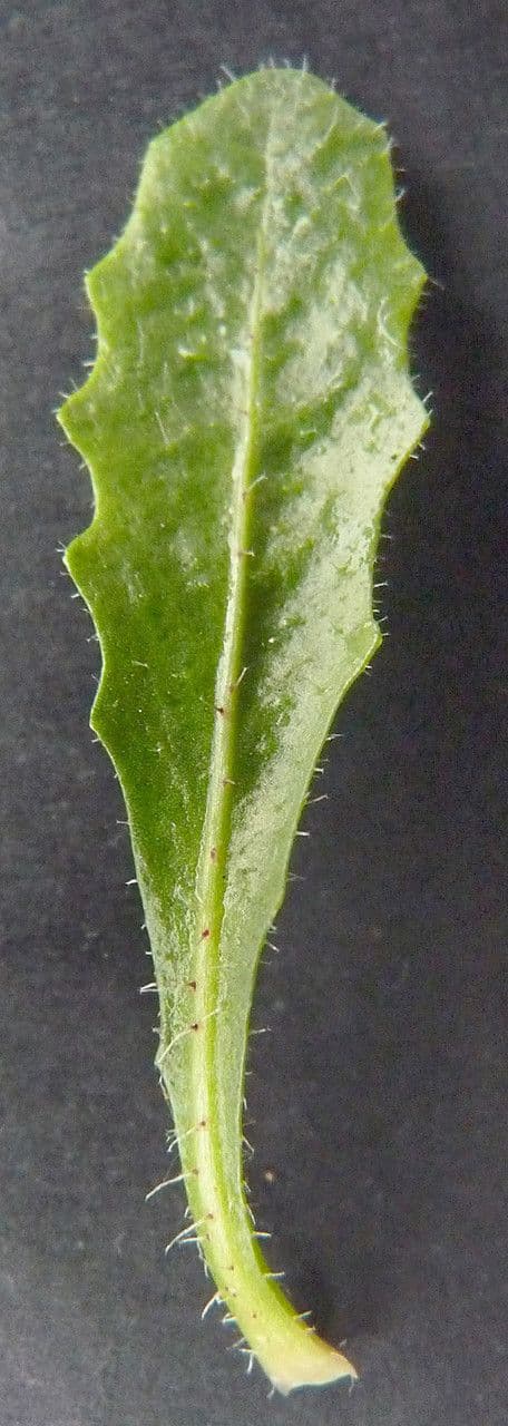 Hairy hawkbit 19