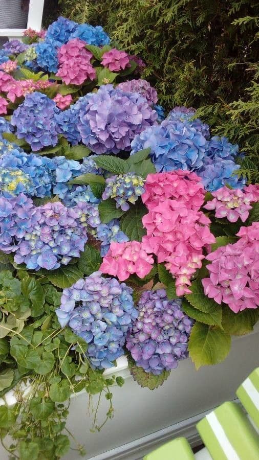 Hortensia 10