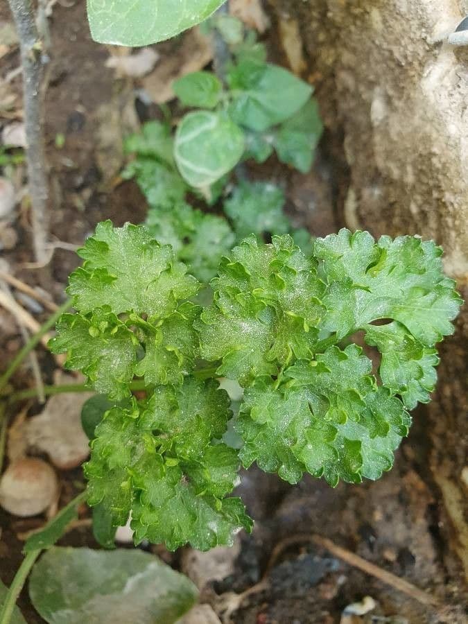 Garden parsley 2