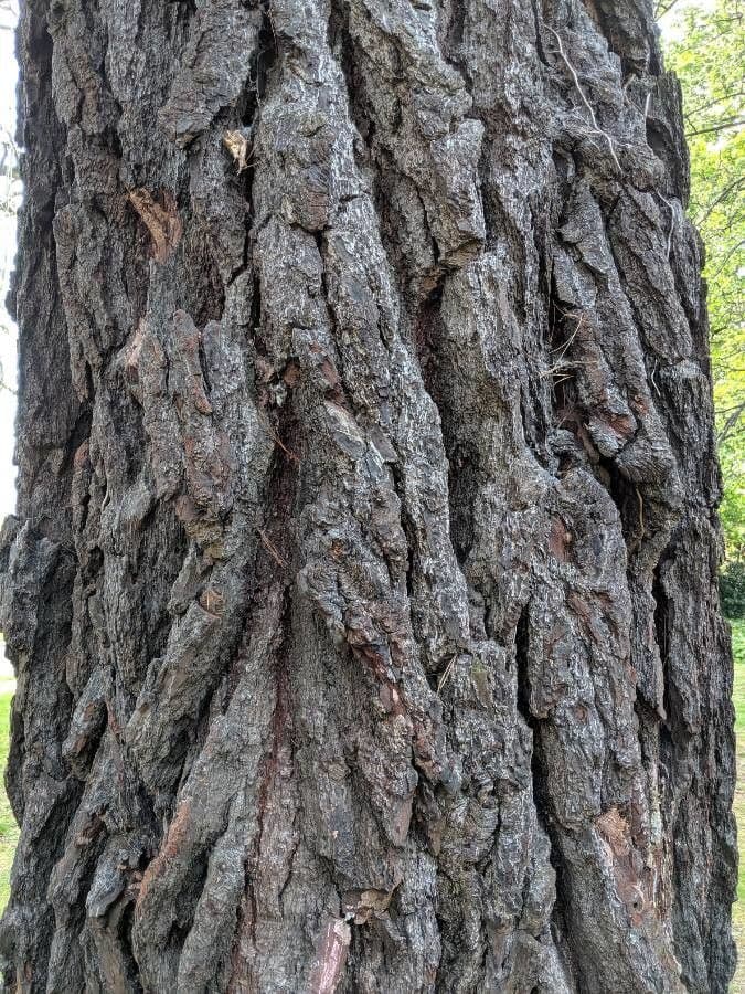 Michoacan pine