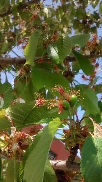 Cherry 5