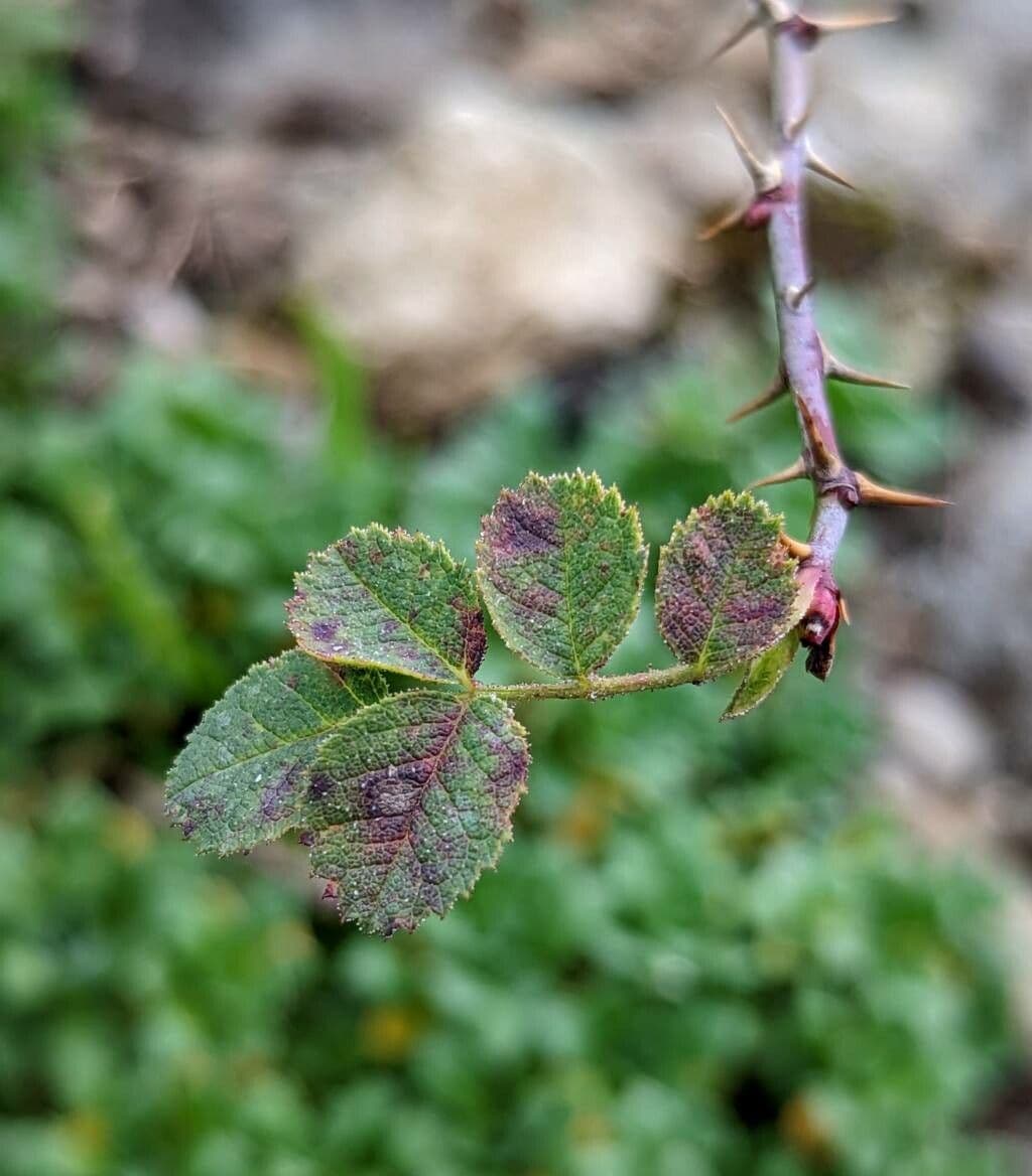 Dusty rose 7