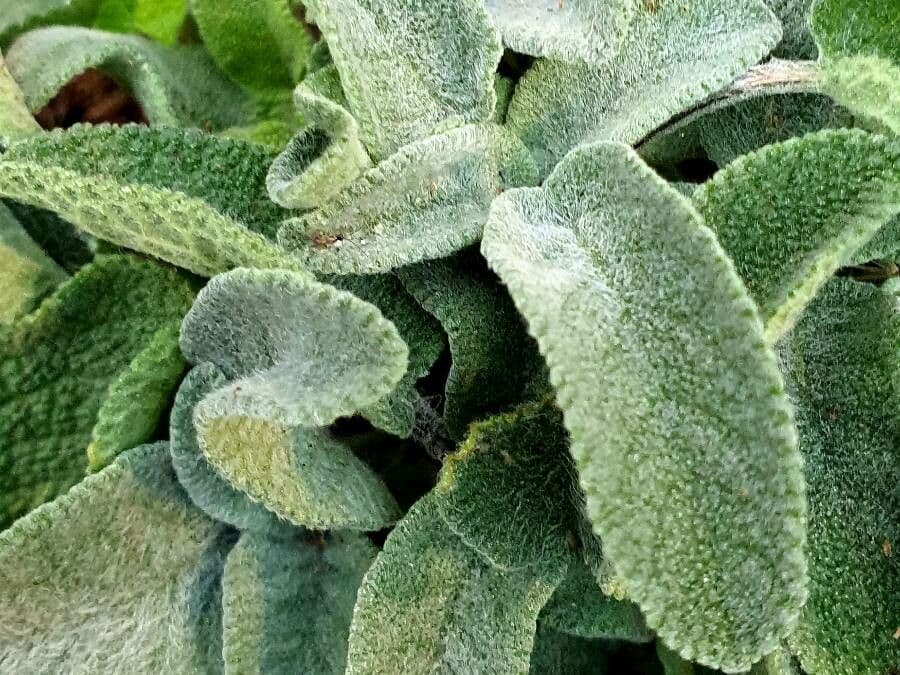 Lamb's-ear 29