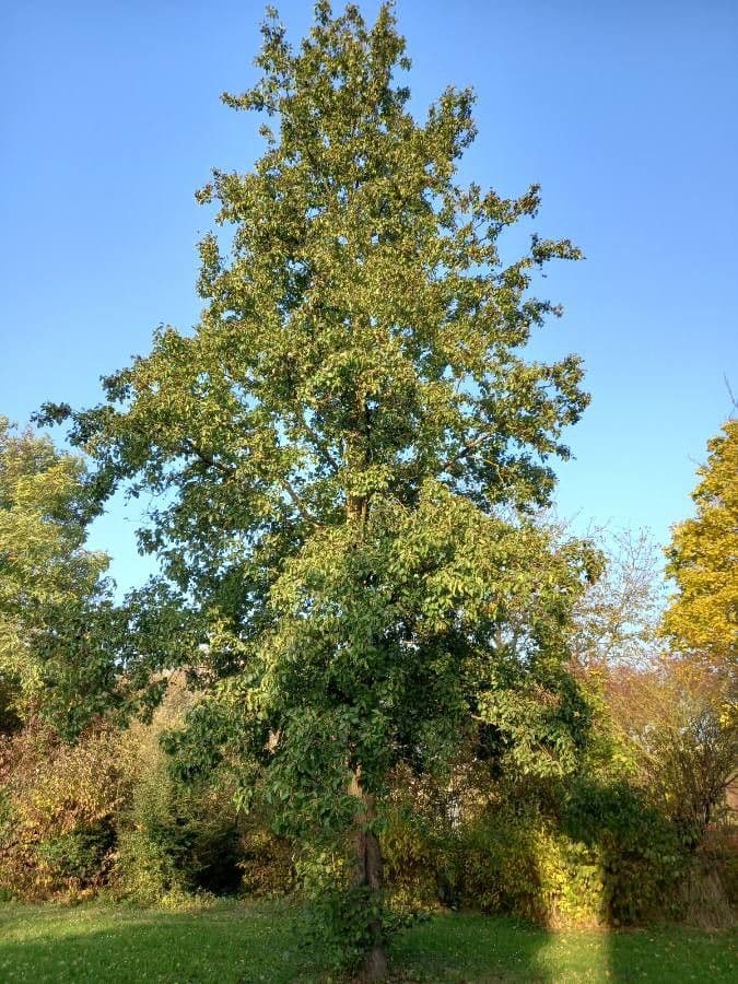 Italian alder 13