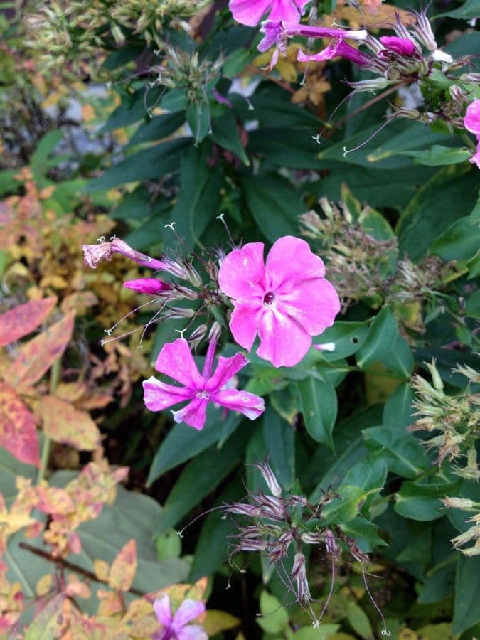 Garden phlox 10