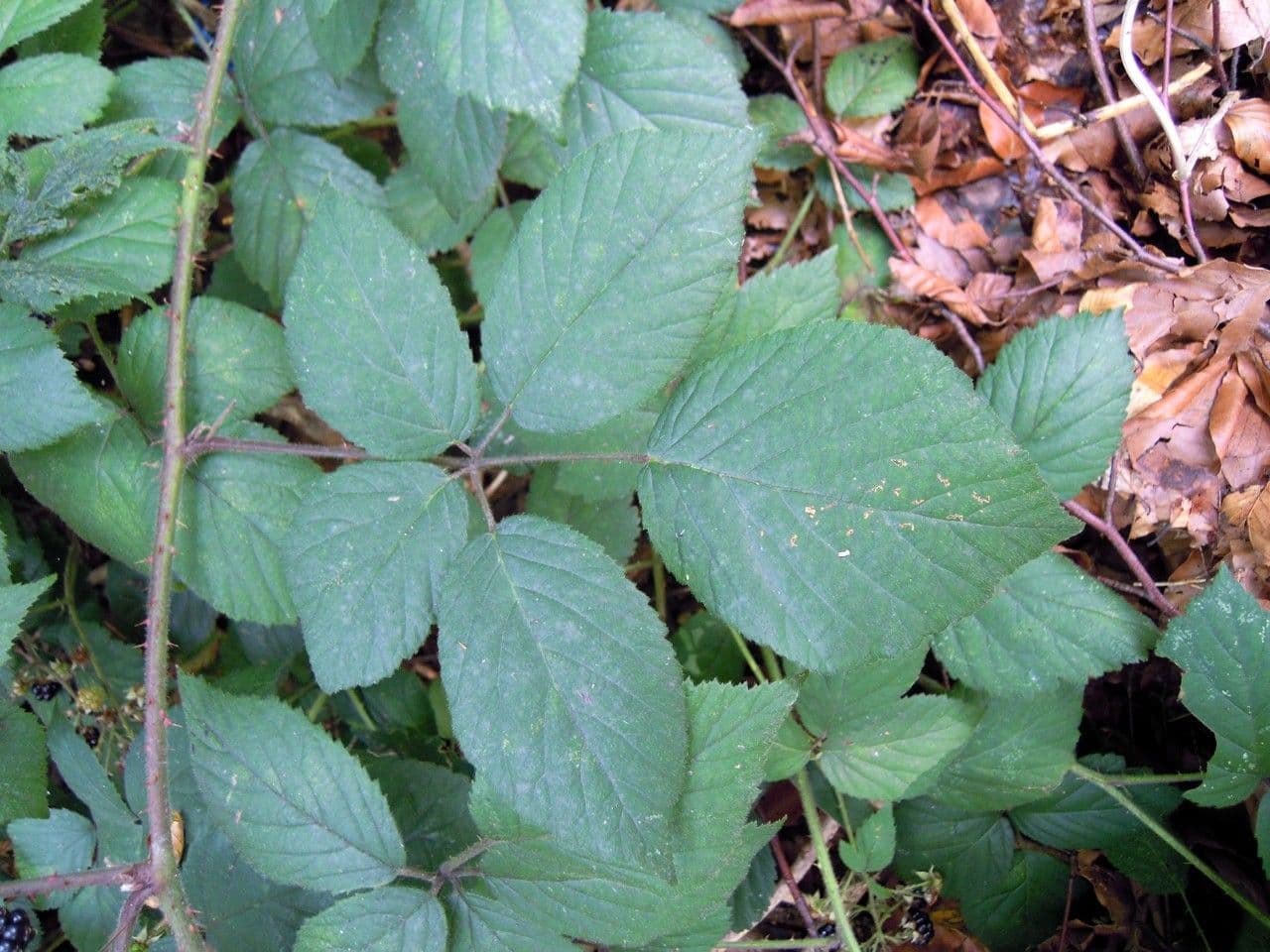 Rubus 2