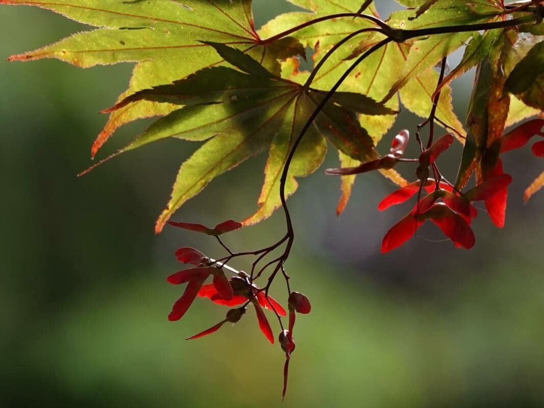 Japanese Maple 2
