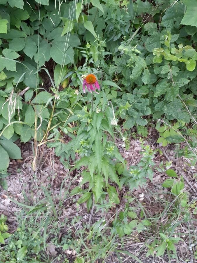Pale echinacea 10