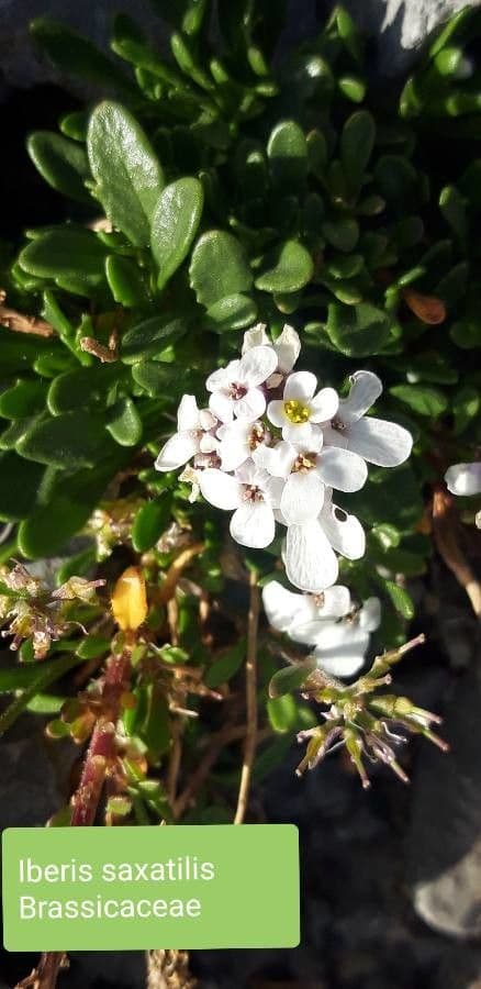 Pruit's candytuft 3