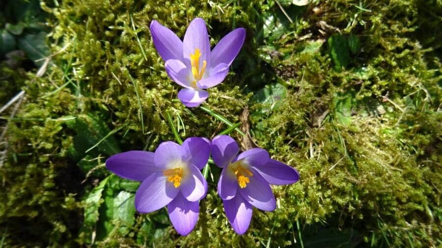 Early crocus 16