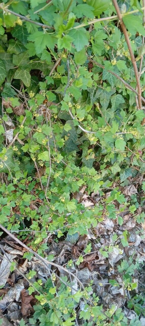 Alpine currant 14