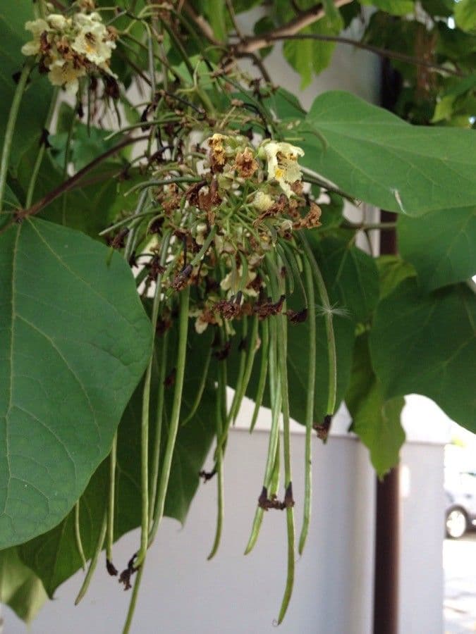 Chinese catalpa 10