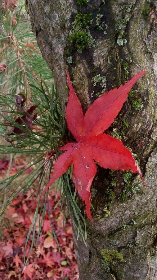 Japanese Maple 24