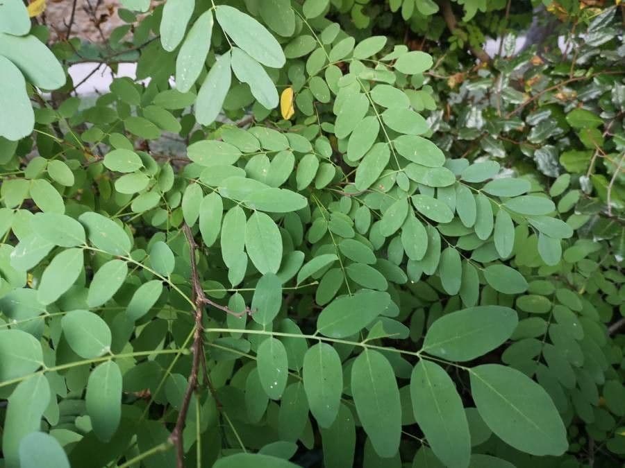 False acacia 17