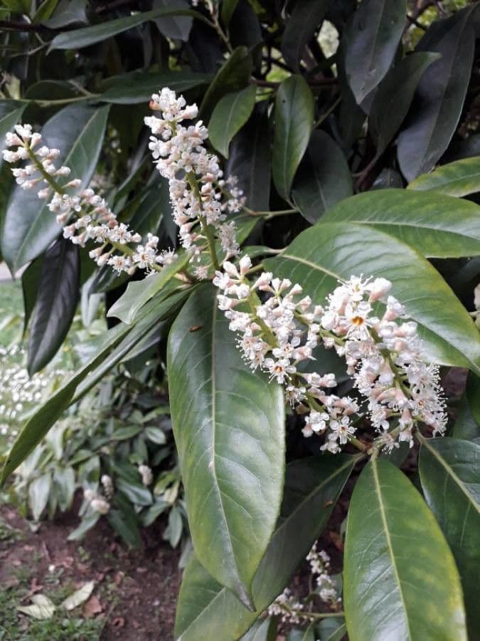 Cherry-laurel 6