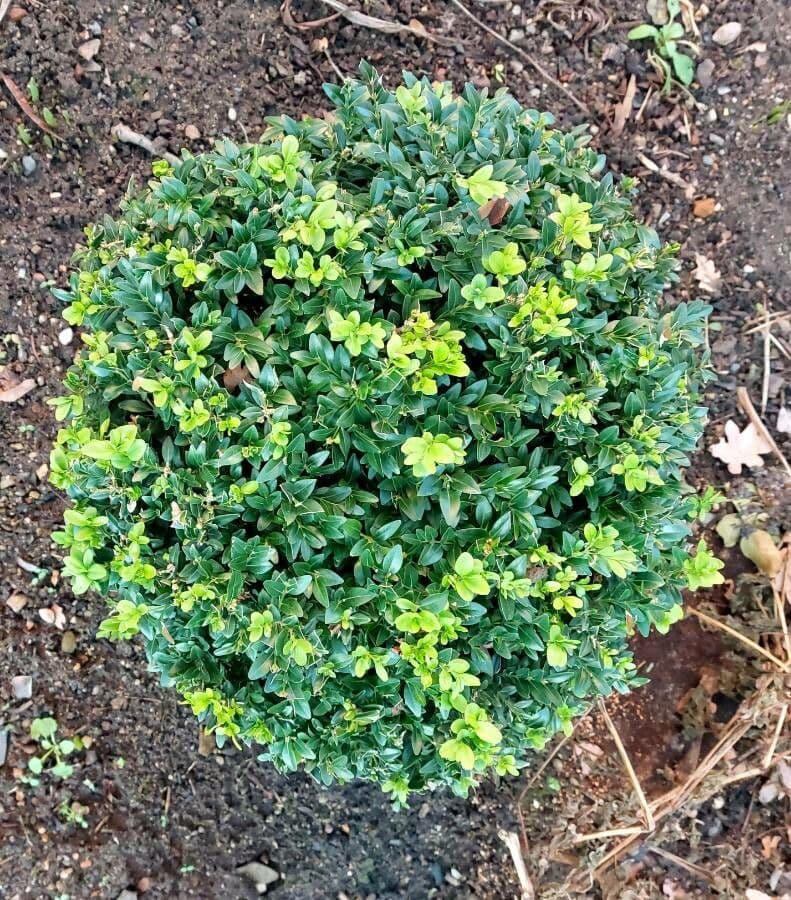 Caucasian boxwood 11