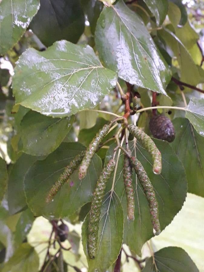 Italian alder 5
