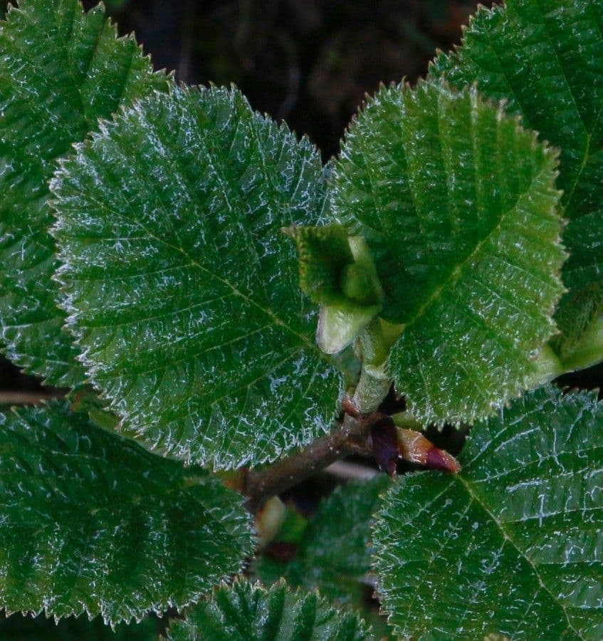 Green alder 8
