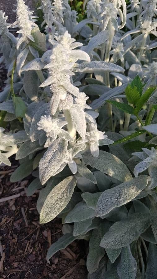 Lamb's-ear 3