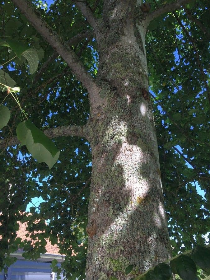 Tulip-poplar 21