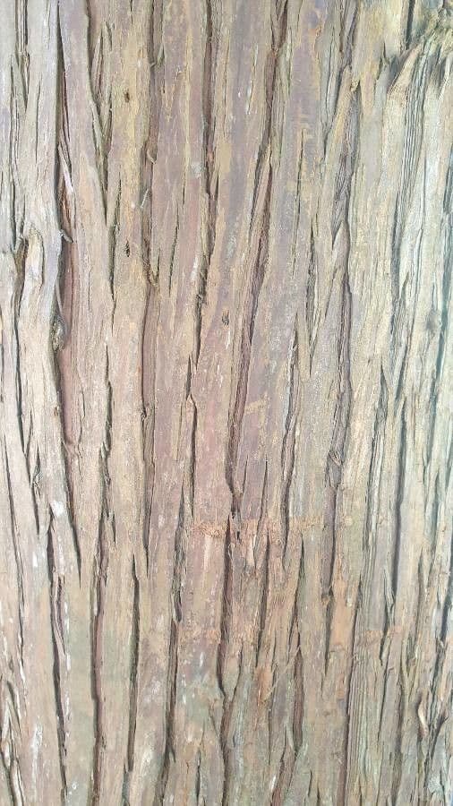 Japanese red-cedar 21