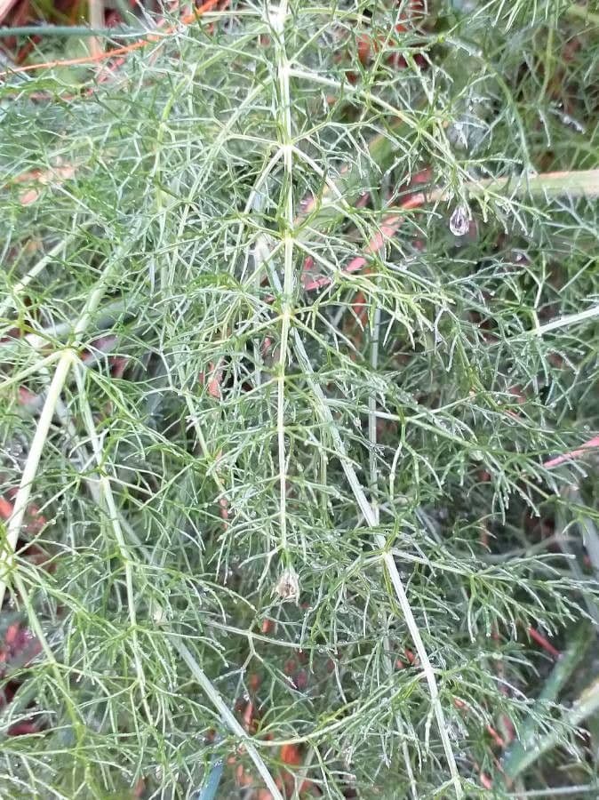 Fennel 16