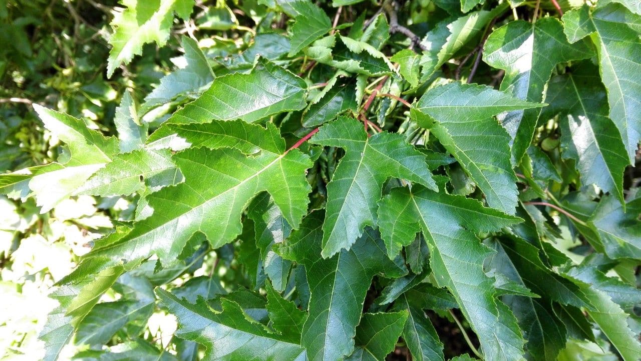 Tartar maple 17