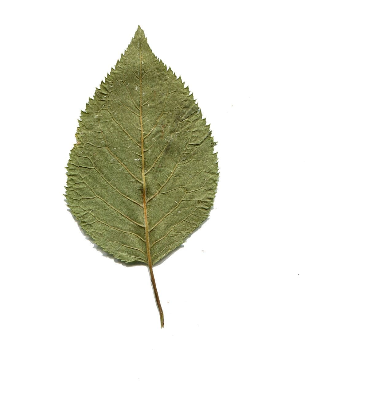 Briançon apricot 25