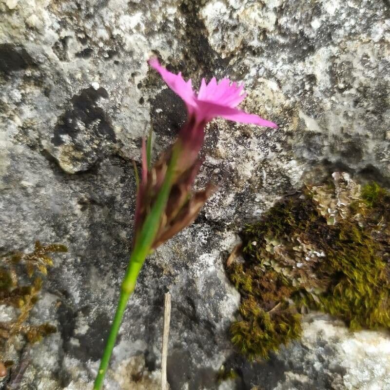 Carthusian pink 3