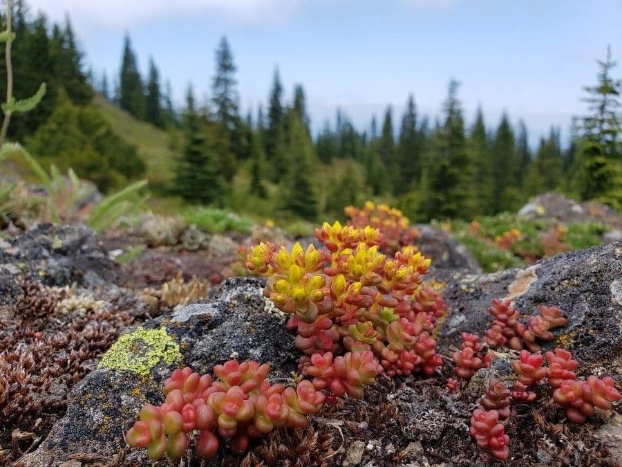 Pacific stonecrop 10