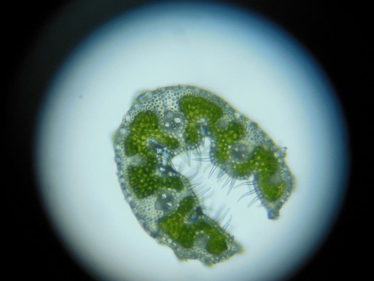 Dwarf feather grass 16