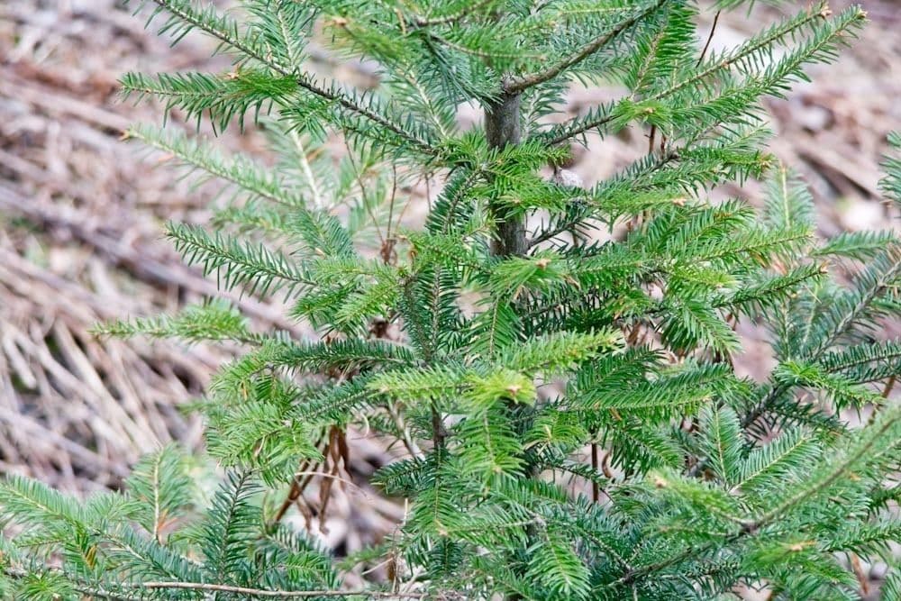Canada balsam 17