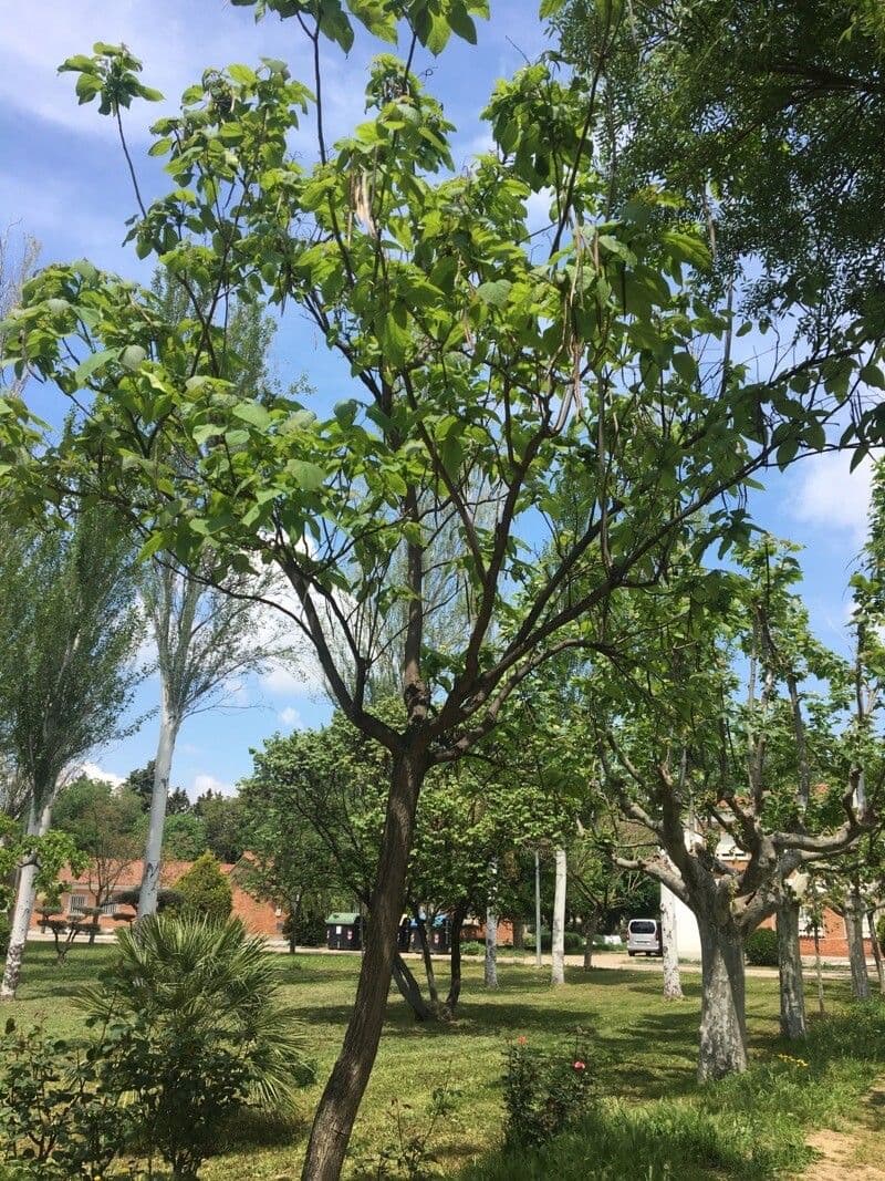 Manchurian catalpa 10