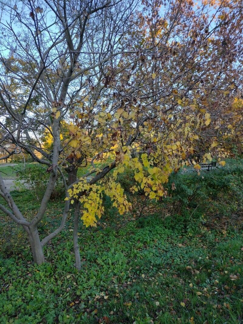 Tartar maple 15